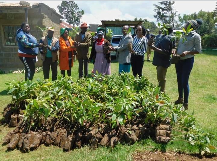 Nakuru County allocates Sh 52 million to upgrade avocado production