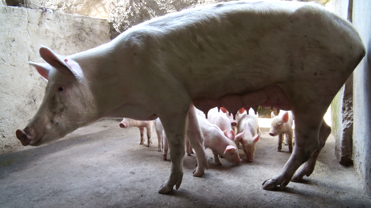 Kakamega to introduce AI for pigs