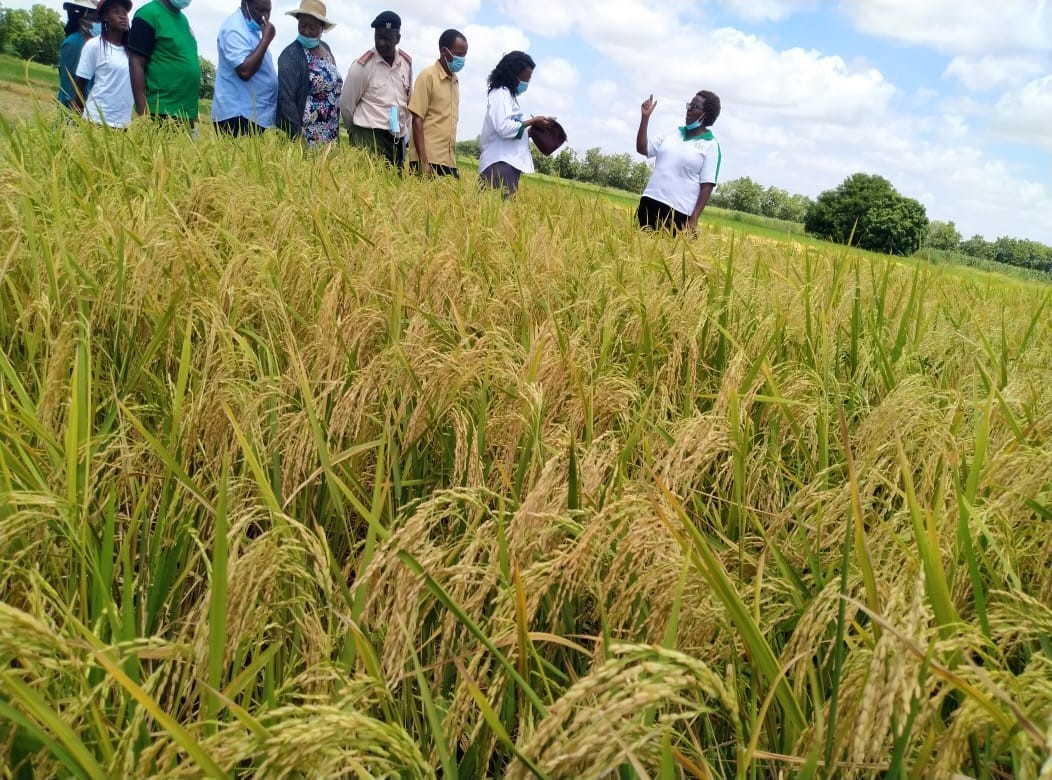 Government hosts regional workshop to discuss rice self sufficiency