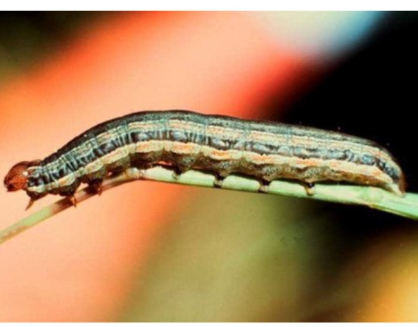 African Armyworms infestation in Baringo threatens food security