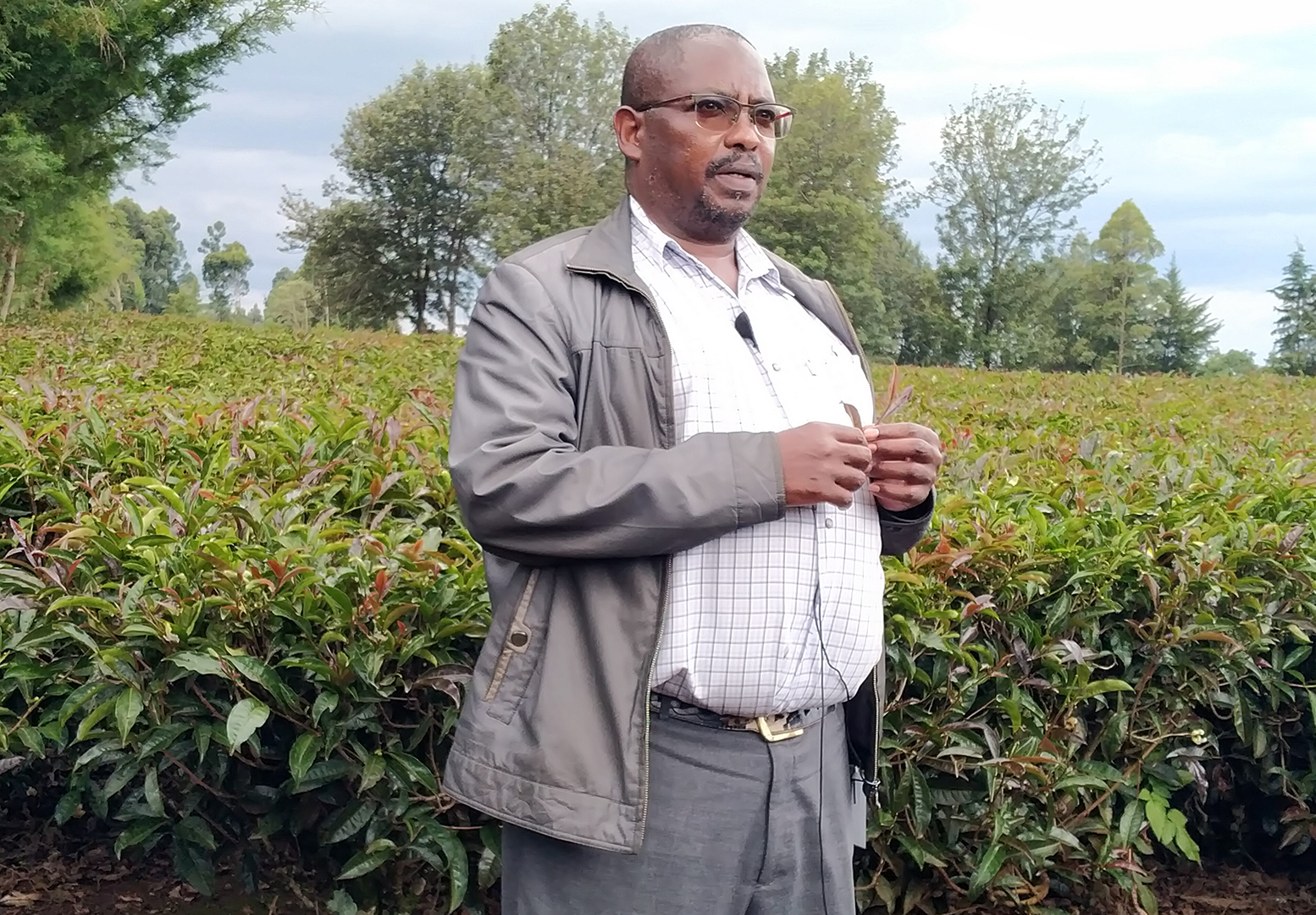 Untapped production of specialized teas can improve farmer’s earnings
