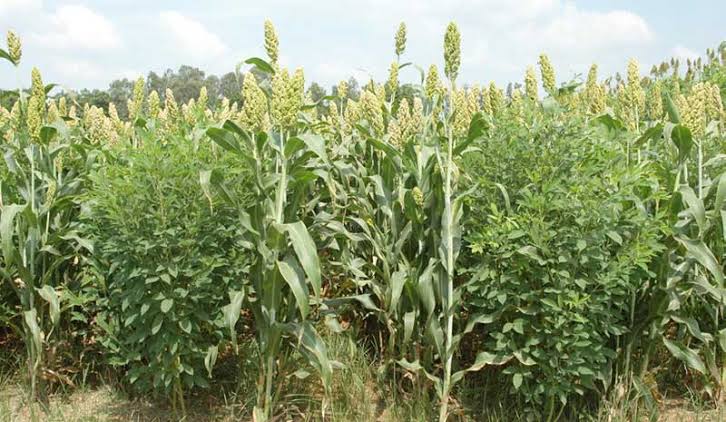 Farmers advised to not abandon drought resistant food crops