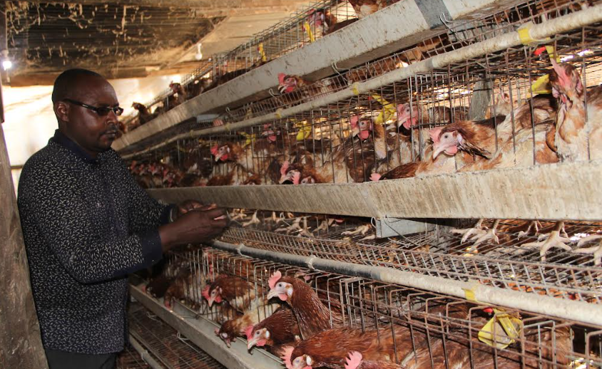 Chief boon in poultry farming