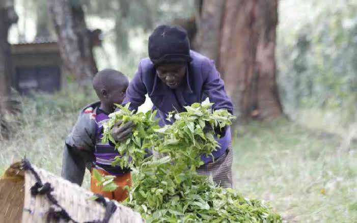 Tea exports affected by bad weather and global hardships