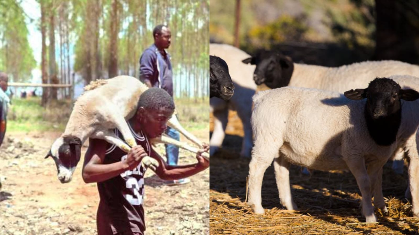 Sheep Thieves Return Kenyatta’s Livestock Amidst Curses and Political Turmoil