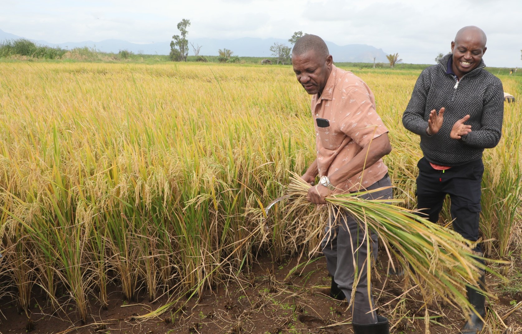 Taita County Embarks on rice production to bridge deficit