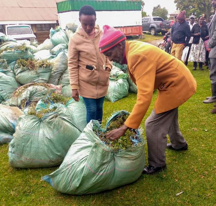 County Offers Free Pyrethrum Seedlings to revive farming