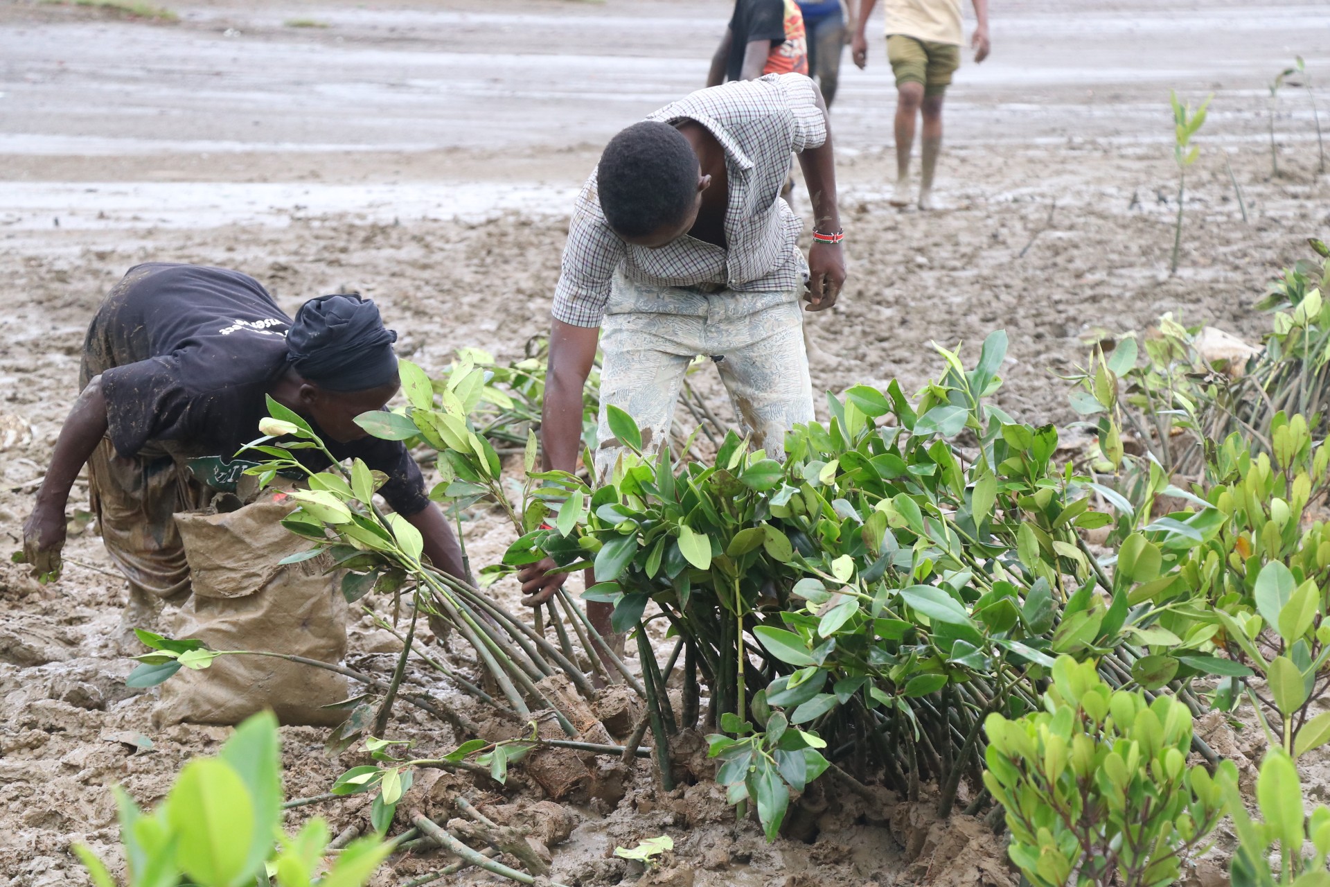 KPC plant 61,500 mangrove propagules in Tudor Creek to mark 50th anniversary